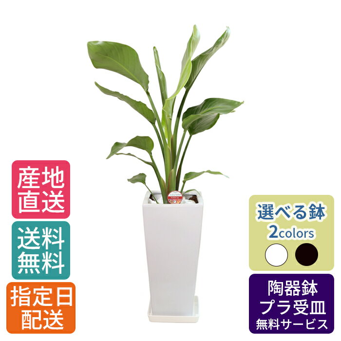 観葉植物 ストレリチア オーガスタ7号 角高陶器 / 鉢 おしゃれ 鉢植え 大 大型 大きい インテリア 室内用 植物 本物 陶器鉢 自宅 御祝 開業祝 オープン 新築 引越し プレゼント 御中元 中元 ギフト