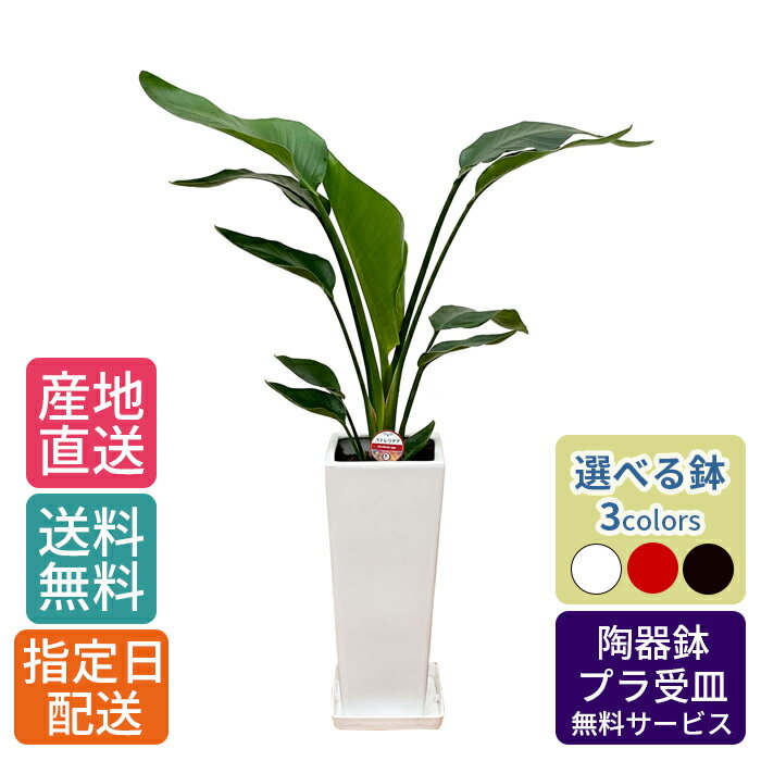 観葉植物 ストレリチア オーガスタ7号 角陶器スリム / 鉢 おしゃれ 鉢植え 大 大型 大きい インテリア 室内用 植物 本物 陶器鉢 自宅 御祝 開業祝 オープン 新築 引越し プレゼント お中元 ギフト
