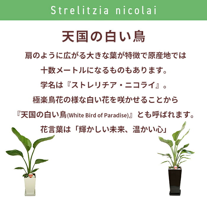 大型 おじいちゃん 大きい 大 部屋 お家 プレゼント おばあちゃん 育てやすい お中元 おうち時間 会社 結婚記念日 観葉植物 自宅 オフィス 店 豪華 玄関 リビング 還暦 就任 移転 栄転 上場 周年 設立 観葉 植物 室内 観葉植物 ストレリチア