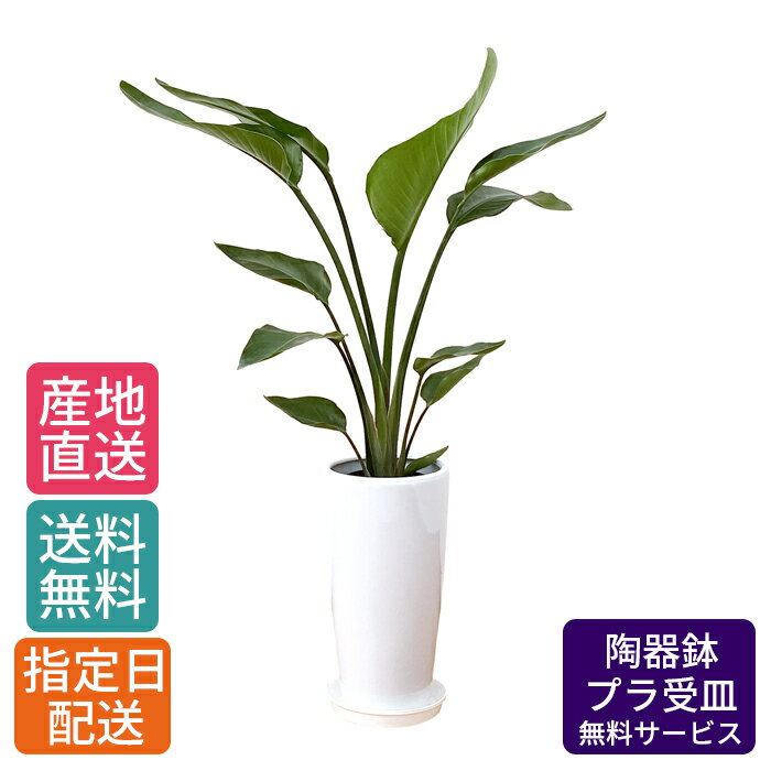 オーガスタ 観葉植物 ストレリチア オーガスタ7号 丸陶器ロング 白 / 鉢 おしゃれ 鉢植え 大 大型 大きい インテリア 室内用 植物 本物 陶器鉢 自宅 御祝 開業祝 オープン 引越し プレゼント 御中元 中元 ギフト