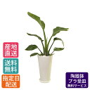 【 通常10890円→特価7260円 】観葉植物 ストレリチア オーガスタ 6号 丸高陶器 白/鉢 鉢植え 小 小さい インテリア 植物 陶器鉢 自宅 お 御祝 開業祝 オープン 新築 引越し プレゼント ギフト