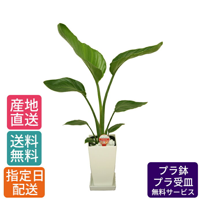 オーガスタ 観葉植物 ストレリチア オーガスタ 6号 角プラ 白 / 鉢 おしゃれ 鉢植え 小 小さい インテリア 室内用 植物 本物 陶器鉢 お祝い 御祝 開業祝 オープン 新築 引越し 新生活 プレゼント 御中元 中元 ギフト