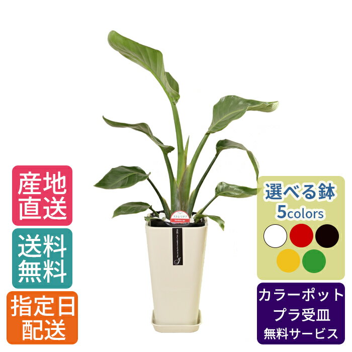 オーガスタ 観葉植物 ストレリチア オーガスタ 6号 カラ―ポット / 鉢 おしゃれ 鉢植え 小 小さい インテリア 室内用 植物 本物 陶器鉢 自宅 御祝 開業祝 オープン 新築 引越し プレゼント 御中元 中元 ギフト