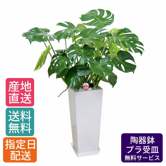 楽天Tokyo small gift観葉植物 モンステラ 8号 角高陶器 / 鉢 おしゃれ 鉢植え 大 大型 大きい インテリア 室内用 植物 本物 陶器鉢 自宅 お祝い 御祝 開業祝 オープン 新築 引越し 結婚 新生活 プレゼント 御中元 中元 ギフト