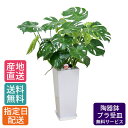 モンステラ 観葉植物 モンステラ 8号 角高陶器 / 鉢 おしゃれ 鉢植え 大 大型 大きい インテリア 室内用 植物 本物 陶器鉢 自宅 お祝い 御祝 開業祝 オープン 新築 引越し 結婚 新生活 プレゼント 御中元 中元 ギフト