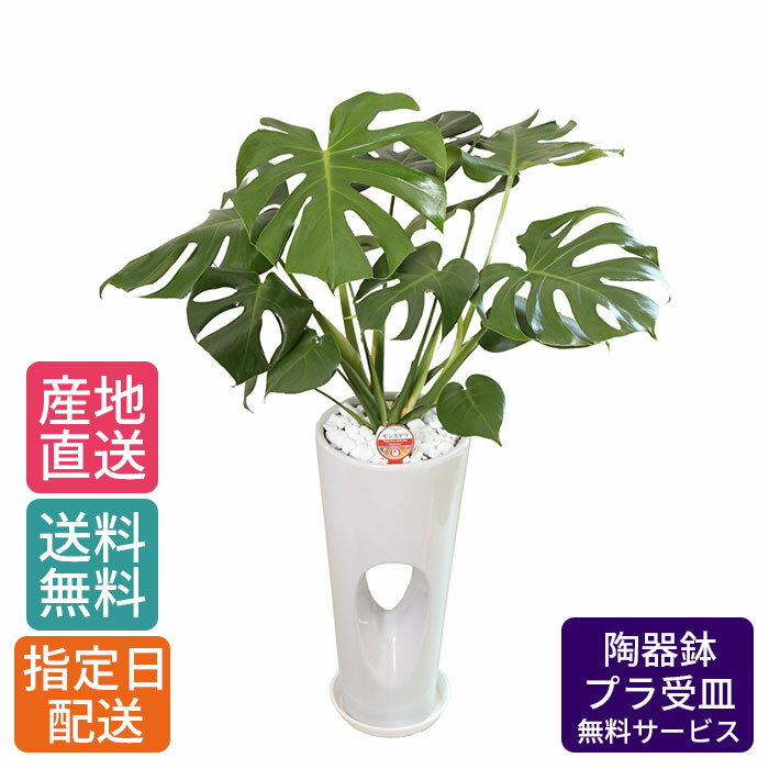 観葉植物 モンステラ 7号 穴高陶器 / 鉢 おしゃれ 鉢植え 大 大型 大きい インテリア 室内用 植物 本物 陶器鉢 自宅 お祝い 御祝 開業祝 オープン 新築 引越し 結婚 新生活 プレゼント 御中元 中元 ギフト