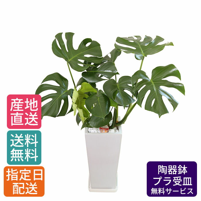 楽天Tokyo small gift観葉植物 モンステラ 7号 角高陶器 / 鉢 おしゃれ 鉢植え 大 大型 大きい インテリア 室内用 植物 本物 陶器鉢 自宅 お祝い 御祝 開業祝 オープン 新築 引越し 結婚プレゼント 御中元 中元 ギフト