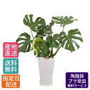 観葉植物 モンステラ 7号 角高陶器 / 鉢 おしゃれ 鉢植え 大 大型 大きい インテリア 室内用 植物 本物 陶器鉢 自宅 お祝い 御祝 開業祝 オープン 新築 引越し 結婚プレゼント 御中元 中元 ギフト