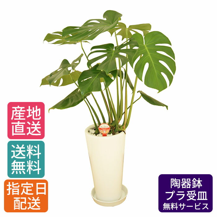 楽天Tokyo small gift観葉植物 モンステラ 7号 丸陶器ロング / 観葉植物 大型 大 木 観葉 植物 鉢 玄関 おしゃれ 鉢植え インテリア 室内用 本物 陶器鉢 お祝い 開業祝 新生活 プレゼント お中元 中元 新築 新築祝い 引っ越し 引越し 引越し祝い カップル 記念日 結婚記念日