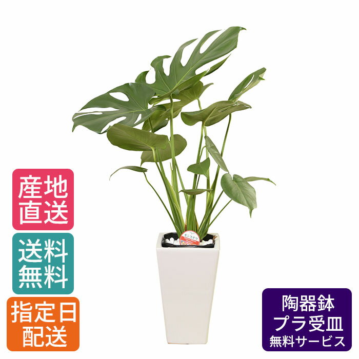 モンステラ 【 通常10560円→特価7040円 】観葉植物 モンステラ 6号 角陶器/鉢 鉢植え 小 小さい インテリア 植物 陶器鉢 自宅 お祝い 御祝 開業祝 オープン 新築 引越し 結婚 新生活 プレゼント ギフト