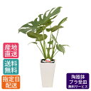 モンステラ 【 通常10560円→特価7040円 】観葉植物 モンステラ 6号 角陶器/鉢 鉢植え 小 小さい インテリア 植物 陶器鉢 自宅 お祝い 御祝 開業祝 オープン 新築 引越し 結婚 新生活 プレゼント ギフト