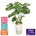 【母の日 遅れてごめんね】 観葉植物 モンステラ 6号 丸陶器 / 鉢 おしゃれ 鉢植え 小 小さい インテリア 室内用 植物 本物 陶器鉢 自宅 お祝い 御祝...