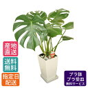 【母の日 遅れてごめんね】 観葉植物 モンステラ 6号 角プラ / 鉢 おしゃれ 鉢植え 小 小さい インテリア 室内用 植物 本物 陶器鉢 自宅 お祝い 御祝...