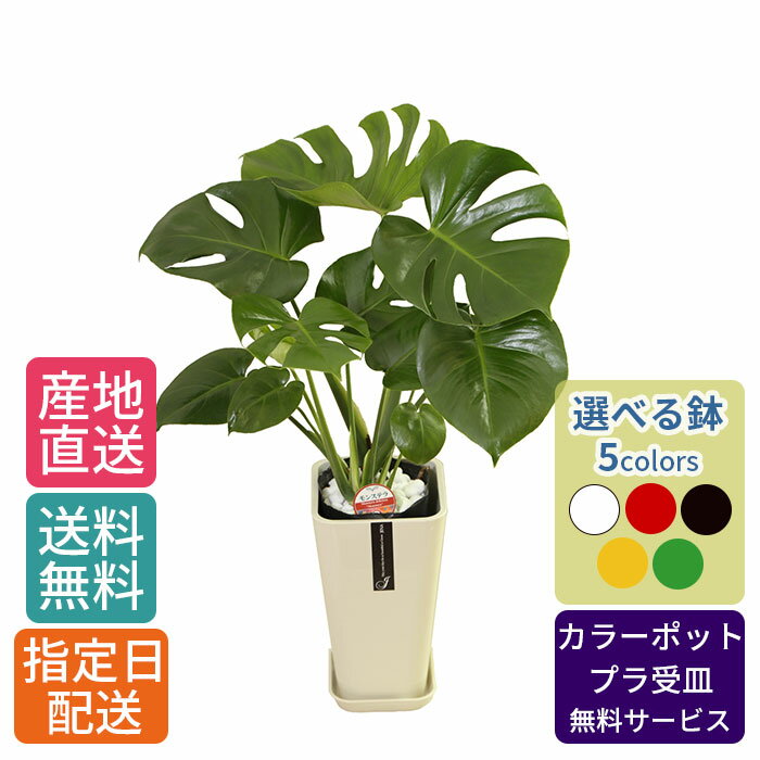 モンステラ 【 通常10560円→特価7040円 】観葉植物 モンステラ 6号 カラ―ポット/鉢 鉢植え 小 小さい インテリア 植物 陶器鉢 自宅 お祝い 御祝 開業祝 オープン 新築 引越し 結婚 新生活 プレゼント ギフト