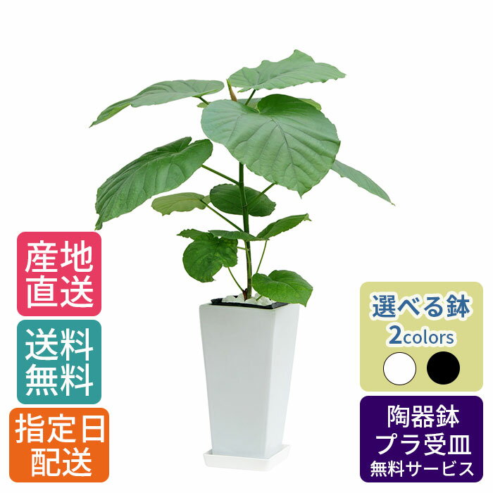 【 通常10890円→特価7260円 】観葉植物 ウンベラータ 6号 角高陶器/鉢 鉢植え 小 小さい インテリア 植物 自宅 お祝い 御祝 開業祝 オープン 新築 引越し 結婚 新生活 プレゼント ギフト