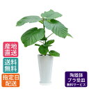 【母の日 遅れてごめんね】 観葉植物 ウンベラータ 6号 丸高陶器/鉢 鉢植え 小 小さい インテリア 植物 自宅 お祝い 御祝 開業祝 オープン 新築 引越し...