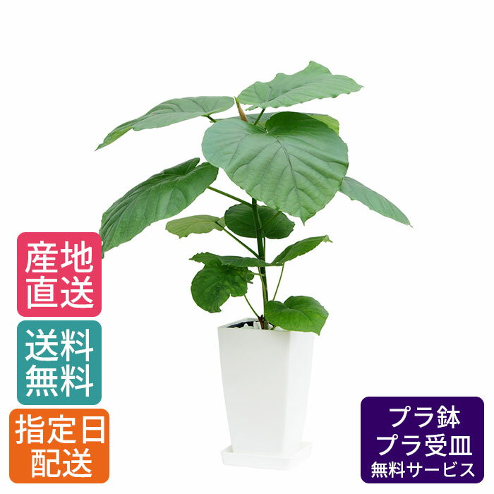 観葉植物 ウンベラータ 6号 角プラ / 鉢 おしゃれ 鉢植え 小 小さい インテリア 自宅 お祝い 祝い 御祝 開業祝い 開店祝い オープン 室内 新築 新生活 引越し プレゼント 御中元 中元 ギフト