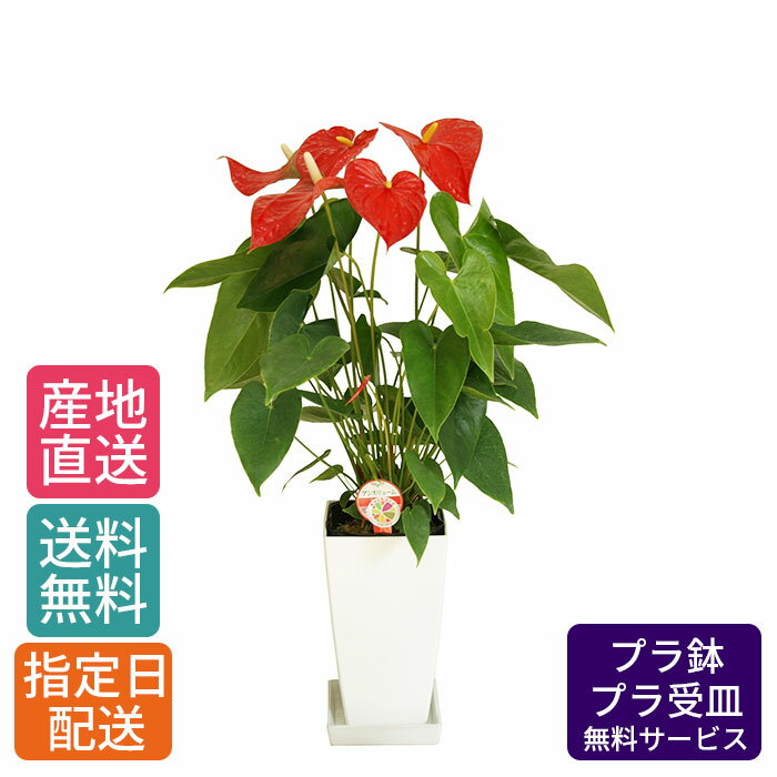 【 通常11220円→特価7480円 】観葉植物 アンスリューム ダコタ 6号 角プラ/鉢 鉢植え 小 小さい インテリア 植物 自宅 お祝い 御祝 開業祝 オープン 新築 引越し 結婚 新生活 プレゼント ギフト