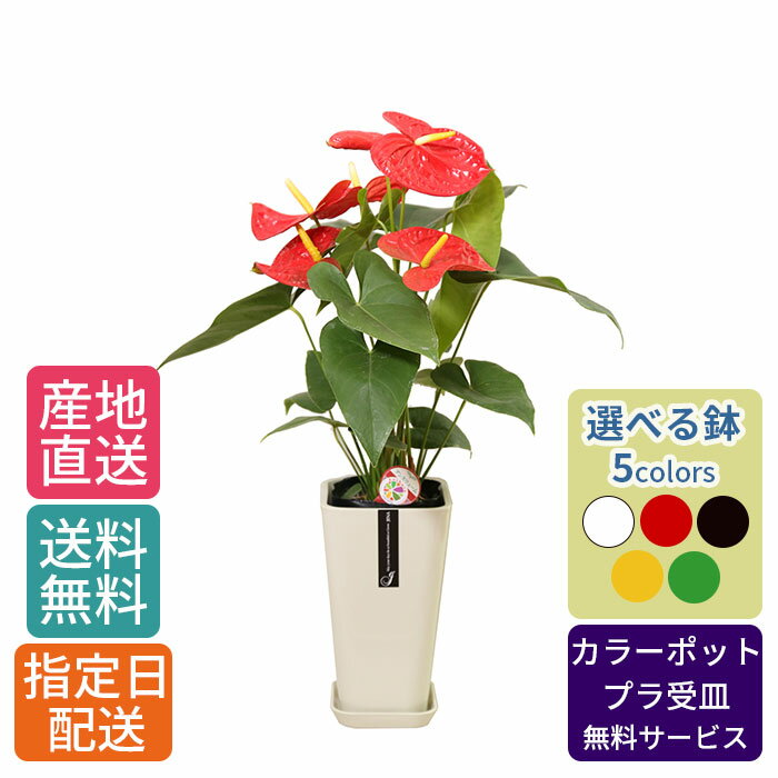 【 通常12210円→特価8140円 】観葉植物 アンスリューム ダコタ 6号 カラ―ポット/鉢 鉢植え 小 小さい インテリア 植物 自宅 お祝い 御祝 開業祝 新築 引越し 結婚 新生活 プレゼント ギフト