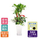 観葉植物 寄せ植え ( 幸福の木 ) 尺 高陶器 ( 紅白 アンスリウム 入 ) 10号/ アンスリューム 紅団扇 鉢 おしゃれ 鉢植え 大 大型 大きい インテリア 自宅 御祝 開業祝 引越し プレゼント 御中元 中元