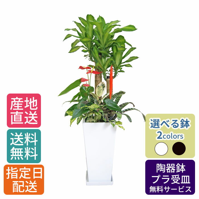 【 通常31730円→特価25384円 】観葉植物 寄せ植え ( 幸福の木 ) 尺 高陶器/鉢 鉢植え 大 大型 大きい インテリア 植物 自宅 祝い 御祝 開業祝 オープン 新築 引越し 新生活 プレゼント ギフト