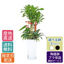 観葉植物 寄せ植え ( 幸福の木 ) 尺 高陶器 10号/ 鉢 おしゃれ 鉢植え 大 大型 大きい インテリア 室内用 植物 本物 自宅 祝い 御祝 開業祝 オープン 新築 引越し 新生活 プレゼント 御中元 中元 ギフト