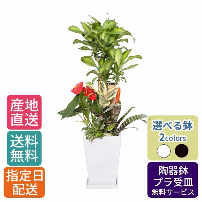 【 通常26705円→特価21364円 】観葉植物 寄せ植え ( 幸福の木 ) 尺 リン角陶器/鉢 鉢植え 大 大型 大きい インテリア 植物 自宅 お祝い 御祝 開業祝 オープン 新築 引越し 新生活 プレゼント ギフト