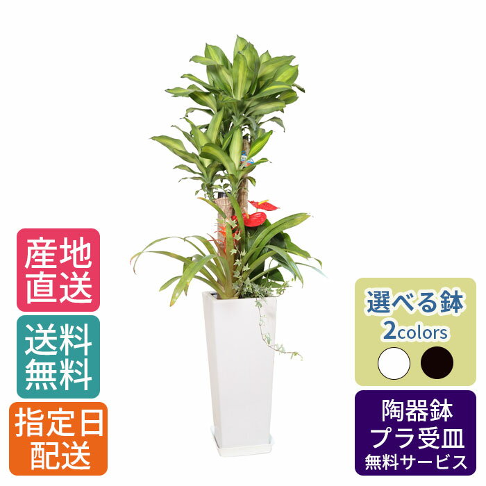 【 通常25220円→特価20176円 】観葉植物 寄せ植え ( 幸福の木 ) 8号 角高陶器/鉢植え 大 大型 大きい インテリア 植物 自宅 祝い 御祝 開業祝 オープン 新築 引越し 新生活 プレゼント ギフト