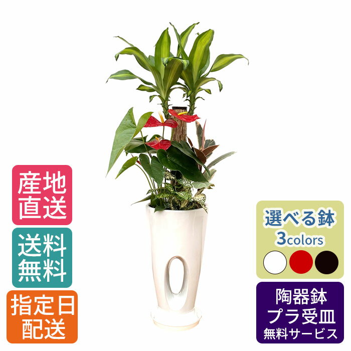 観葉植物 寄せ植え ( 幸福の木 ) 7号 穴高陶器/鉢 鉢植え 大 大型 大きい インテリア 植物 自宅 お祝い 御祝 開業祝 オープン 引越し 新生活 プレゼント ギフト