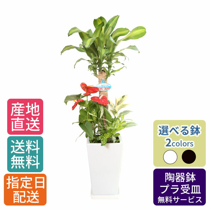 楽天Tokyo small gift観葉植物 寄せ植え （ 幸福の木 ） 7号 角陶器 / 鉢 おしゃれ 鉢植え 大 大型 大きい インテリア 室内用 植物 本物 自宅 お祝い 御祝 開業祝 オープン 新築 引越し 新生活 プレゼント 御中元 中元