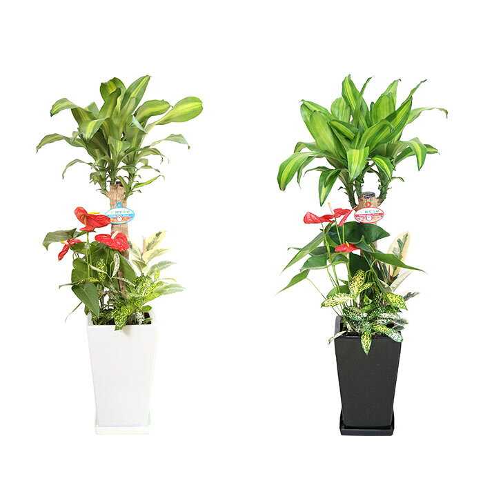 観葉植物 寄せ植え ( 幸福の木 ) 7号 角陶器 / 鉢 おしゃれ 鉢植え 大 大型 大きい...