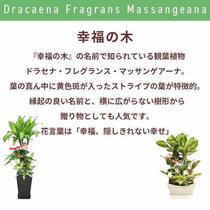 ���տ�ʪ �󤻿��� ( ��ʡ���� ) 7�� ��ƫ�� / ȭ ������� ȭ���� �� �緿 �礭�� ����ƥꥢ ������ ��ʪ ��ʪ ���� ���ˤ� ��� ���Ƚ� �����ץ� ���� ���ۤ� ������ �ץ쥼��� ���渵