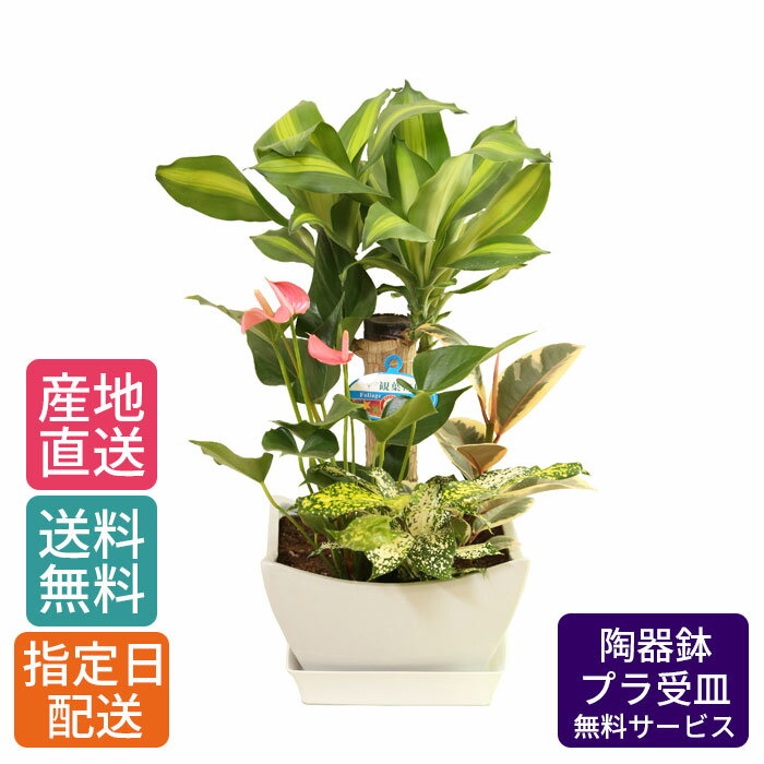 観葉植物 寄せ植え ( 幸福の木 ) 7号 角浅陶器 / 鉢 おしゃれ 鉢植え 大 大型 大きい インテリア 室内用 植物 本物 自宅 お祝い 御祝 開業祝 新築 引越し 新生活 プレゼント 御中元 中元 ギフト