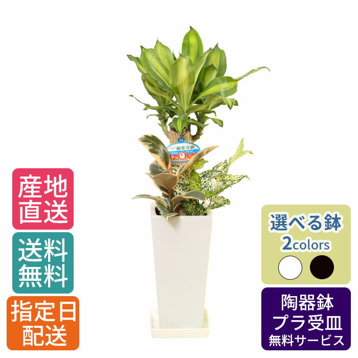 幸福の木 観葉植物 観葉植物 寄せ植え ( 幸福の木 ) 6号 角高陶器 / 鉢 おしゃれ 鉢植え 小 小さい インテリア 室内用 植物 本物 自宅 お祝い 御祝 開業祝 オープン 引越し 結婚 新生活 プレゼント 御中元 中元 ギフト