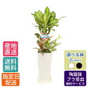 観葉植物 寄せ植え ( 幸福の木 ) 6号 角高陶器 / 鉢 おしゃれ 鉢植え 小 小さい インテリア 室内用 植物 本物 自宅 お祝い 御祝 開業祝 オープン 引越し 結婚 新生活 プレゼント 御中元 中元 ギフト