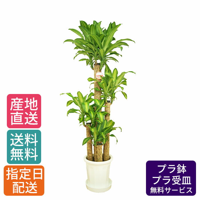 【 通常32980円→特価26384円 】観葉植物 マッサン 尺 プラ /鉢 鉢植え 大 大型 大きい インテリア グリーン 植物 自宅 お祝い 祝い 御祝 開業祝 オープン 新築 新生活 引越し プレゼント ギフト