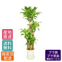 観葉植物 ドラセナ マッサン 幸福の木 尺 プラ 10号 / 鉢 おしゃれ 鉢植え 大 大型 大きい インテリア グリーン 室内用 植物 本物 自宅 お祝い 祝い 御祝 開業祝 オープン 新築 新生活 引越し プレゼント 御中元 中元 ギフト