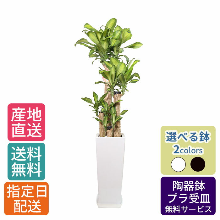 【 通常22470円→特価17976円 】観葉植物 マッサン 8号 角高陶器 /鉢植え 大 大型 大きい インテリア 植物 自宅 お祝い 御祝 開業祝 オープン 新築 引越し 結婚 新生活 プレゼント ギフト