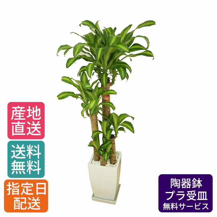 観葉植物 ドラセナ マッサン 幸福の木 8号 角陶器 / 鉢 おしゃれ 鉢植え 大 大型 大きい インテリア グリーン 室内用 植物 本物 自宅 お祝い 祝い 御祝 開業祝 オープン 新築 新生活 引越し プレゼント 御中元 中元 ギフト