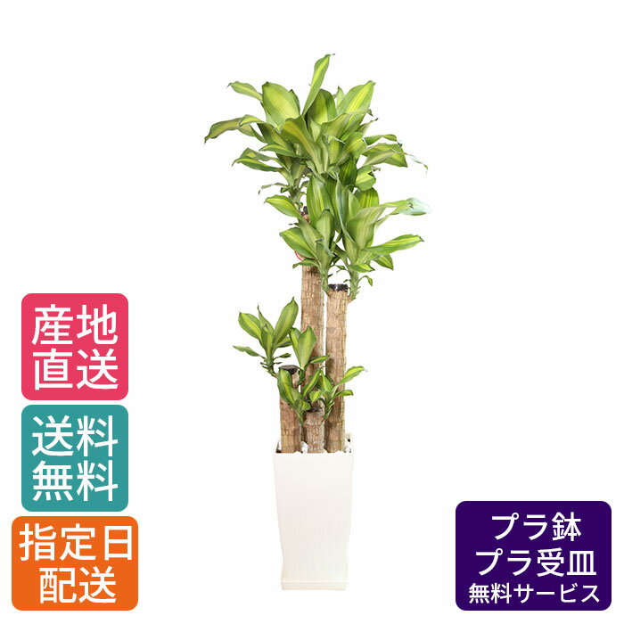 観葉植物 ドラセナ マッサン 幸福の木 8号 角プラ / 鉢 おしゃれ 鉢植え 大 大型 大きい インテリア グリーン 室内用 植物 本物 自宅 お祝い 祝い 御祝 開業祝 オープン 新築 新生活 引越し プレゼント 御中元 中元 ギフト