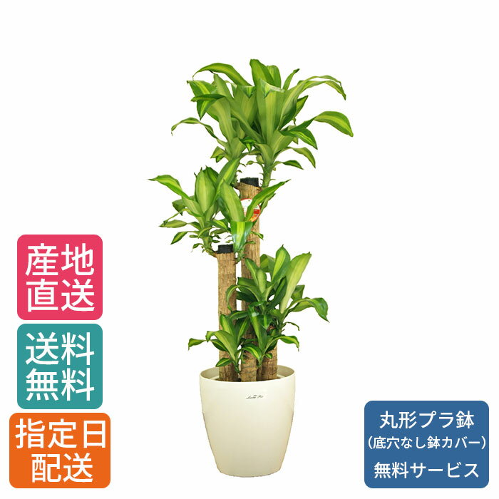 【 通常19775円→特価15820円 】観葉植物 マッサン 8号 丸プラ（鉢カバー） /鉢植え 大 大型 大きい インテリア 植物 自宅 お祝い 御祝 開業祝 オープン 新築 引越し 結婚 新生活 プレゼント ギフト