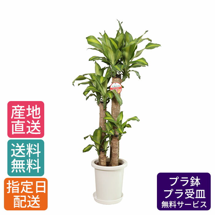 【 通常16338円→特価13070円 】観葉植物 マッサン 8号 丸プラ /鉢植え 大 大型 大きい インテリア グリーン 植物 自宅 お祝い 祝い 御祝 開業祝 オープン 新築 新生活 引越し プレゼント ギフト