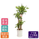 【母の日 遅れてごめんね】 観葉植物 マッサン 8号 丸プラ /鉢植え 大 大型 大きい インテリア グリーン 植物 自宅 お祝い 祝い 御祝 開業祝 オープン...