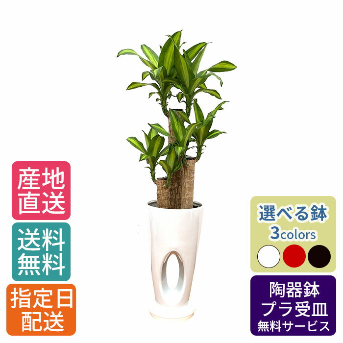 観葉植物 ドラセナ マッサン 幸福の木 7号 穴高陶器 / 鉢 おしゃれ 鉢植え 大 大型 大きい インテリア 室内用 植物 本物 自宅 お祝い 御祝 開業祝 オープン 新築 引越し 結婚 新生活 プレゼント 御中元 中元 ギフト