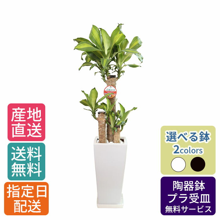 【 通常19305円→特価12870円 】観葉植物 マッサン 7号 角高陶器 /鉢 鉢植え 大 大型 大きい インテリア 植物 自宅 お祝い 御祝 開業祝 オープン 新築 引越し 結婚 新生活 プレゼント ギフト