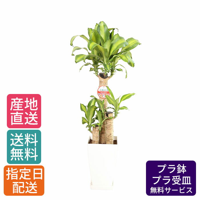 観葉植物 ドラセナ マッサン 幸福の木 7号 角プラ / 鉢 おしゃれ 鉢植え 大 大型 大きい インテリア 室内用 植物 本物 自宅 お祝い 御祝 開業祝 オープン 新築 引越し 結婚 新生活 プレゼント 御中元 中元 ギフト