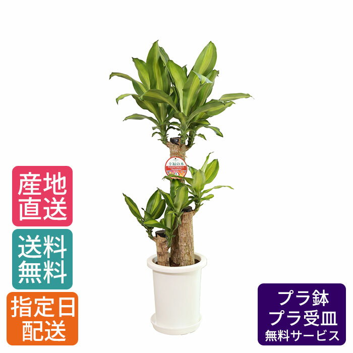 観葉植物 ドラセナ マッサン 幸福の木 7号 丸プラ / 鉢 おしゃれ 鉢植え 大 大型 大きい インテリア 室内用 植物 本物 自宅 お祝い 御祝 開業祝 オープン 新築 引越し 結婚 新生活 プレゼント 御中元 中元 ギフト