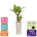 ドラセナ 観葉植物 ドラセナ マッサン 幸福の木 6号 角高陶器 / 鉢 おしゃれ 鉢植え 小 小さい インテリア グリーン植物 自宅 お祝い 祝い 御祝 開業祝 オープン 新築 新生活 引越し プレゼント 御中元 中元 ギフト