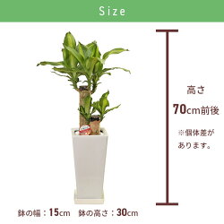 育てやすい 観葉植物 シンプル 小さい 玄関 お家 おうち時間 お中元 オフィス 店 小さい 会社 結婚記念日 豪華 玄関 リビング 還暦 就任 移転 栄転 上場 周年 設立 観葉 植物 室内 観葉植物 マッサン 6号 角高陶器 鉢 鉢植え 小 育てやすい 観葉植物 シンプル 小さい 玄関 お家 おうち時間 お中元 オフィス 店 小さい 会社 結婚記念日 豪華 玄関 リビング 還暦 就任 移転 栄転 上場 周年 設立 観葉 植物 室内 観葉植物 マッサン 6号 角高陶器 鉢 鉢植え 小