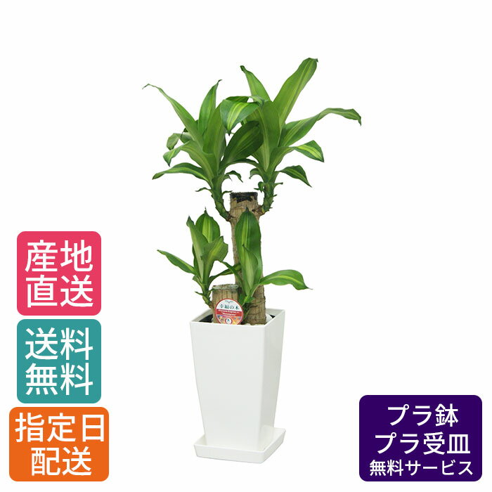 【 通常9900円→特価6600円 】観葉植物 マッサン 6号 角プラ /鉢 鉢植え 小 小さい インテリア グリーン植物 自宅 お祝い 祝い 御祝 開業祝 オープン 新築 新生活 引越し プレゼント ギフト